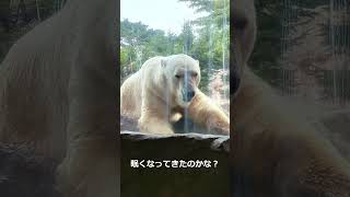 ひとり時間はのんびりと、あくびをする北極熊カイ/Yawning Polar Bear Kai #Shorts #yagiyamazoo #八木山動物公園 #zoo