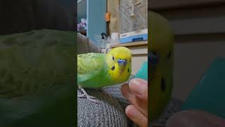 ちょいちょい主を確認するインコw【おしゃべりセキセイインコのプリン】