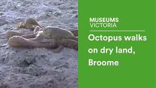 Octopus walks on dry land, Broome