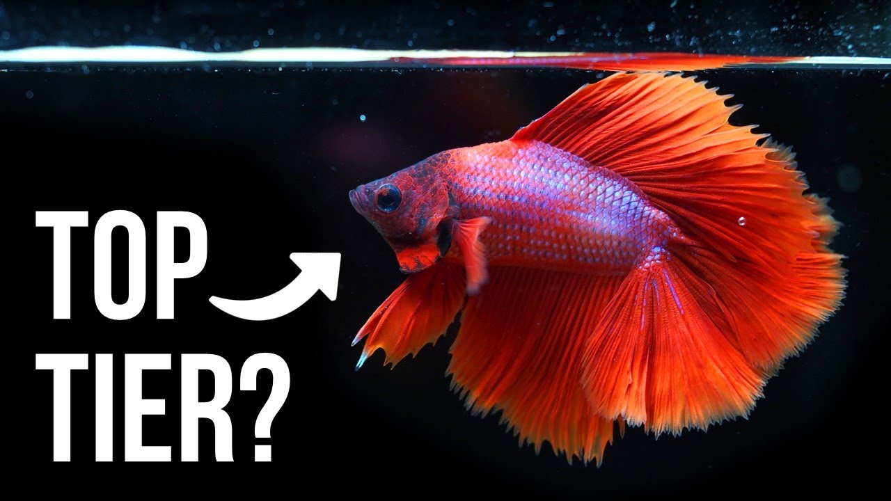 Pet Fish Types For Kids