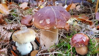 เก็บเห็ดผึ้งหวาน😍เห็ดผึ้งสีน้ำตาลจ้า😊 Steinpilz Picking wild mushroom 04-11-2020 🇩🇪