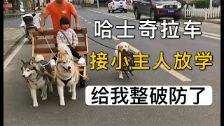 这两只哈士奇拉车，背后的故事，给我整破防了【萌宠指南】