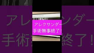 頸椎椎間板ヘルニアの手術したよ❗️　アレクサンダー　　僧帽弁閉鎖不全　　気管虚脱　ショートバージョン　#shorts