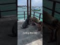 adorable seals lounging on the wharf animals