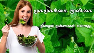 முசுமுசுக்கை மூலிகை #mooligai #tamilmedicine