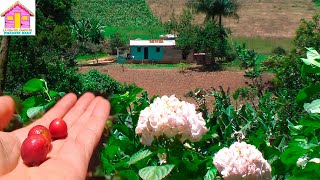 LAS jovenes  NO VIDENTES DEL CAMPO RUTA JARABACOA A BONAO  LA VIDA DEL CAMPO