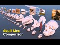 Skull Size Comparison 3D 2023 | Fictional  Skull Size