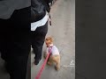 雨の日アーケード下お散歩ラッキー★ トイプードル 犬 でかプードル ハートちゃんねる dog