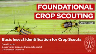 Basic Insect Identification for Crop Scouts