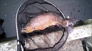 朝霞ガーデンで巨大ロックトラウト釣れた！？ Japanese fishing pond asaka Garden