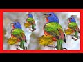 Painted Bunting Song, Sound, Call, Chirp - Passerina Ciris