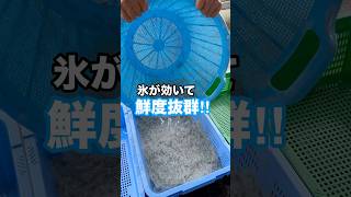 秋のシラス漁『解禁』‼️