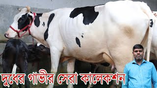 নওগা জেলার কাস্টমার ভাইয়ের কাছে জানুন,গাভী কেনার নিয়ম।বড় বড় বাচ্চাসহ সব দুধের গাভী এখানে।krishi TV