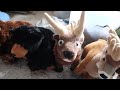 my wild republic stuffed animal collection