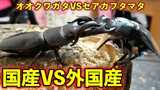 オオクワガタVSセアカフタマタクワガタ