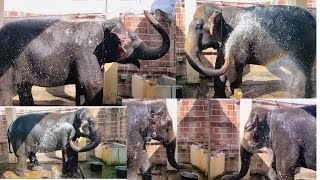 குளுகுளு குளியல் போட்ட... கியூட் கோமதி யானை | #elephantbathing