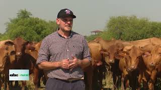 Manejo de vacas primerizas en campos naturales