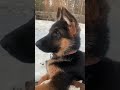 ПРОХОЖИМ НЕЛЬЗЯ ГЛАДИТЬ ЩЕНКА ПОЧЕМУ немецкаяовчарка собака germanshepherd собаки щенокнемецк