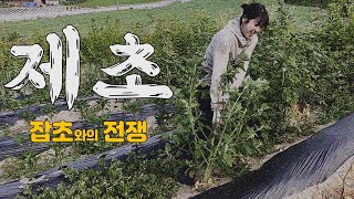 잡초 때문에 농사 접을 뻔한 초보 농부 | 찬송이의 영농일기 | 농사브이로그 |