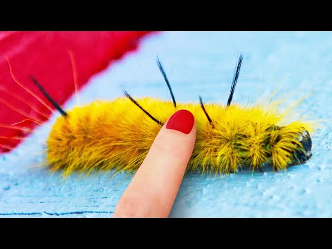 Are yellow caterpillars with spikes poisonous?