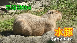 BiBi旅行者~呆萌動物4水豚 Capybara