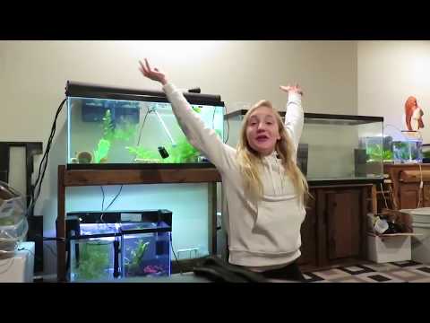 FISH ROOM TOUR\NOT YET COMPLETE FISH ROOM TOUR\NOT YET COMPLETE