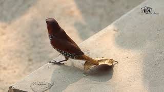 A Little Munia Bird Fall Down.......