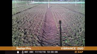 Speed of emergence with Vibrance Duo