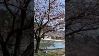 新潟　2020年4月4日 白山公園　桜