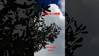 自然の中の精霊　2025.2.2 節分　2023.9.9 撮影　白い大きな精霊が飛ばれる。#yokosuka #妖精#精霊#小さな神々