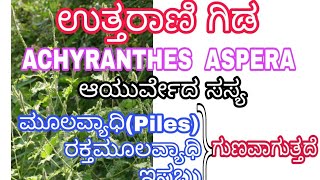 #ಉತ್ತರಾಣಿಗಿಡ #Piles #ಮೂಲವ್ಯಾದಿ #ಇಸಬು #ಗುಣಪಡಿಸುವ #ಆಯುರ್ವೇದ #ಸಸ್ಯ #ACHYRANTHES # ASPERA