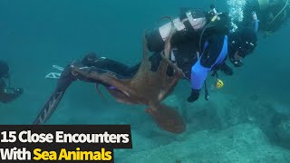 Top 15 Animal Encounters At Sea! What a moment to experience some of these!