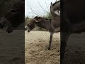 #donkey #animals #shortsyoutube #pets #shortsfeed