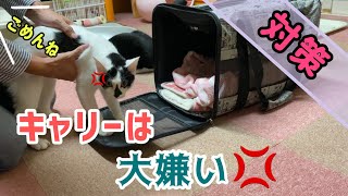 【対策】キャリーバッグが嫌いな子猫を上手に入れる方法とは？