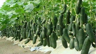 Amazing Agriculture Technology, Plant and Harvest Cucumbers in The Net House, Time By Time