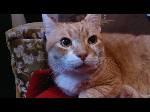 11 Ways To Show Your Cats Love That They Can Understand 11 Ways To Show Your Cats Love That They Can Understand