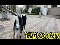 散歩中に居るはずのない変装した飼い主が通りかかったら愛犬は気づくのか？