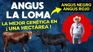 ANGUS LA LOMA | LA MEJOR GENÉTICA DE ANGUS EN TAN SOLO 1 HECTÁREA: ¿CÓMO LO HACEN?