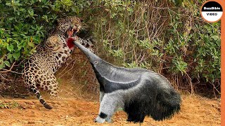 Giant Anteater Face Off The Jaguar