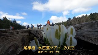 今年も来ました尾瀬沼水芭蕉