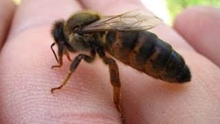 Kafkas Arısı (SERKA) Caucasian Honey Bee