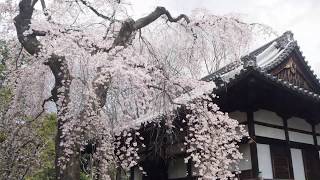 京都 醍醐寺 - 京都櫻花祭Daigo-Ji Temple, Kyoto