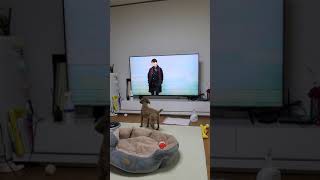 낯선 남자를 본 해피 #Shorts #조성진