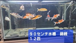 我が家の９０センチ水槽　錦鯉