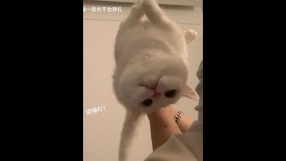 #情绪好稳定的小猫 #猫咪的迷惑行为 #萌宠