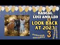 How Rascal, Luci, and Leo's Journey in 2023 Changed Everything