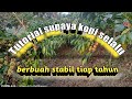 tutorial supaya kopi