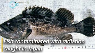 Fish Contaminated With Radiation Caught in Fukushima Prefecture in Japan