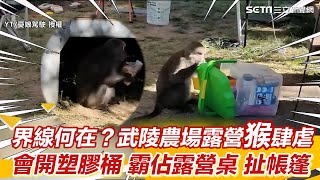 界線何在？武陵農場露營猴肆虐　會開塑膠桶霸佔露營桌扯帳篷｜三立新聞網 SETN.com