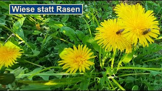 Wiese statt Rasen, Löwenzahn im Garten, 2022.05.03.